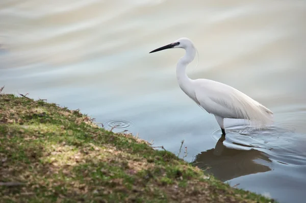 Little Egret . — Stock Photo, Image