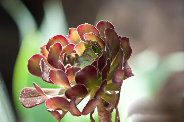 Sempervivum 'Sunkista' — стоковое фото