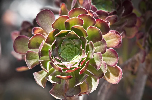 Sempervivum 'Sunkist' — Photo