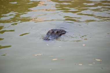 Caiman latirostris