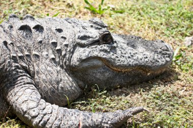 Caiman latirostris
