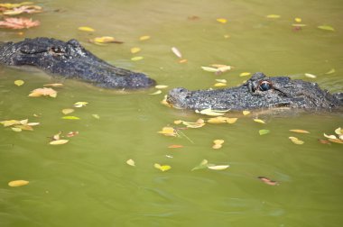 Caiman latirostris