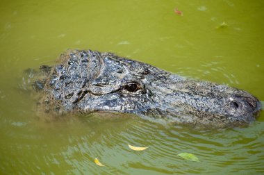 Caiman latirostris