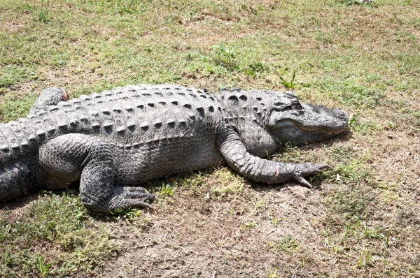 Caiman latirostris — Stock Fotó