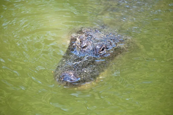 Caiman latirostris — Fotografie, imagine de stoc