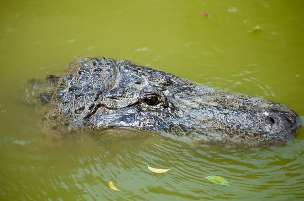 Caiman latirostris — Foto Stock