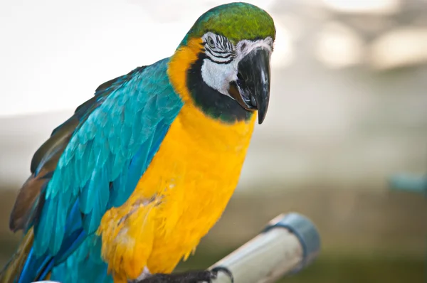 Bellissimo pappagallo domestico  . — Foto Stock