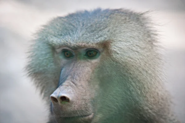 Hamadryas baboon . — Stock Photo, Image