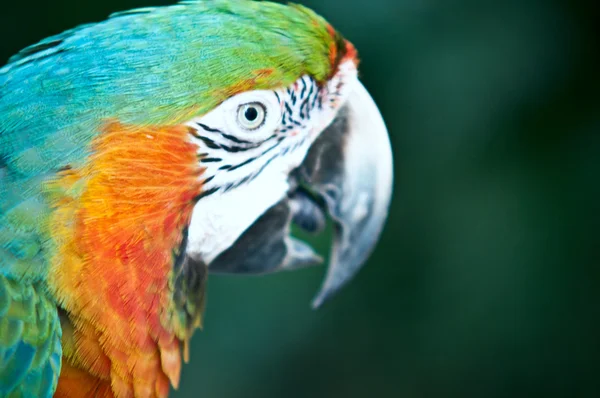 Bellissimo pappagallo domestico  . — Foto Stock