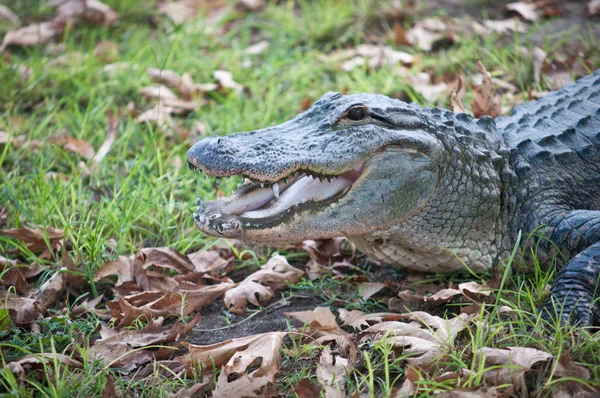 Crocodili . — Fotografie, imagine de stoc