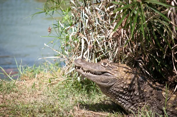 Krokodiler. — Stockfoto