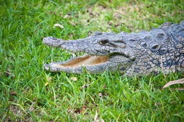 Krokodile. — Stockfoto