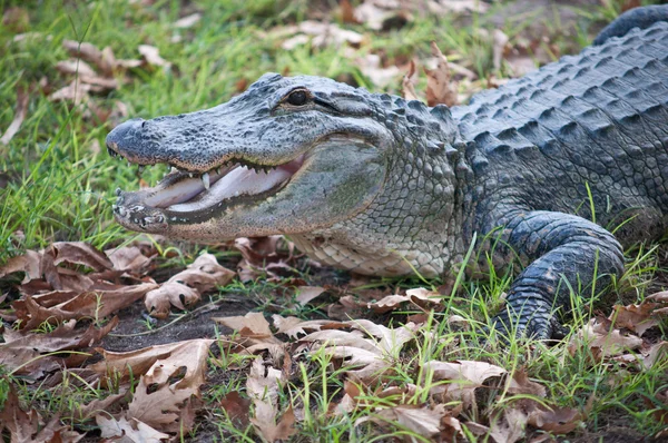 Krokodiler. — Stockfoto