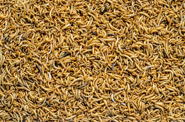 A scatter of mealworm larvae — Stock Photo, Image