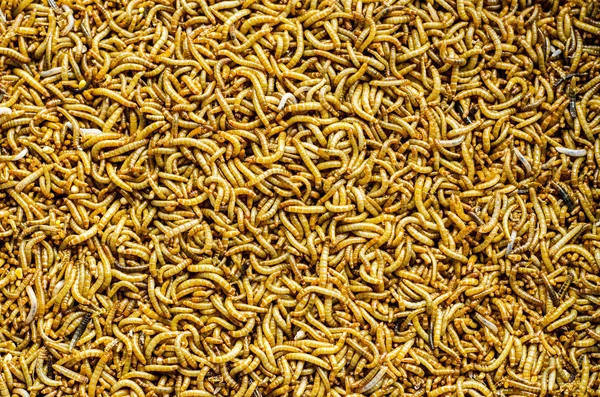 A scatter of meal worm larvae — Stock Photo, Image
