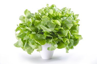 taze yeşil meşe salata yaprakları