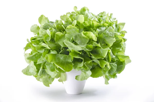 Verse groene eiken salade bladeren — Stockfoto