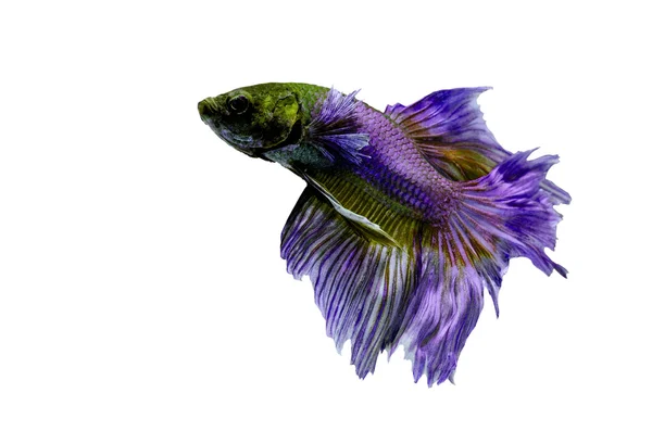 Lucha contra los peces, betta sobre fondo negro: Aislado — Foto de Stock