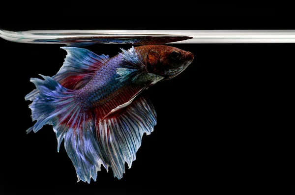 Siamese Fighting Fish isolated on black background — Stock Photo, Image