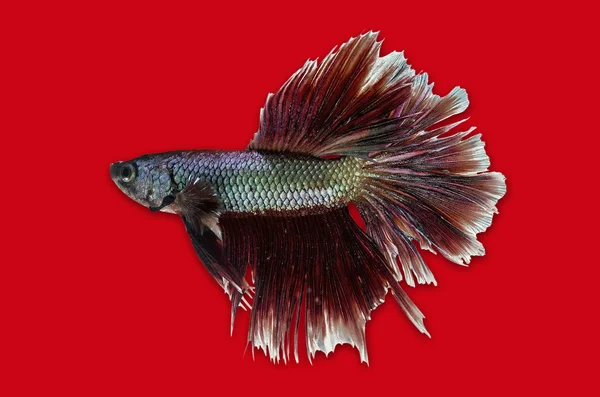 Siamese Fighting Fish isolated on red .Clipping path included. — Stock Photo, Image