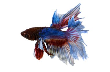 Siyam mücadele balık izole