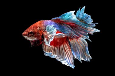 Siyam mücadele balık izole