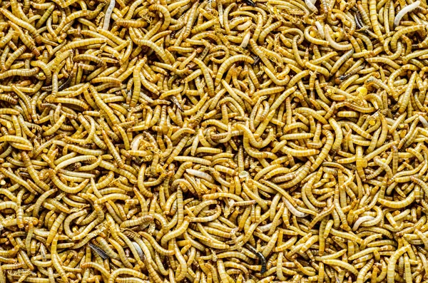 A scatter of meal worm larvae — Stock Photo, Image