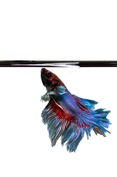 Betta on white background: Clipping path included — Stock Photo, Image