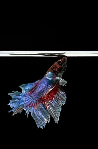 Siamese Fighting Fish aislado, betta sobre fondo negro — Foto de Stock