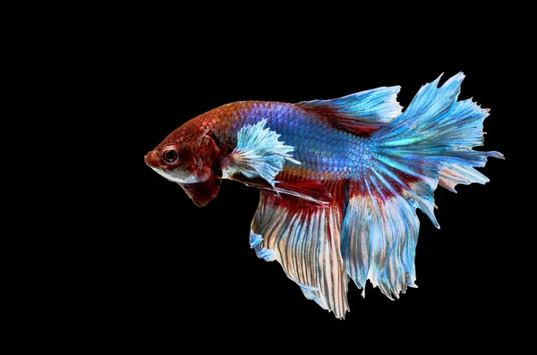 Siamese Fighting Fish aislado, betta sobre fondo negro — Foto de Stock