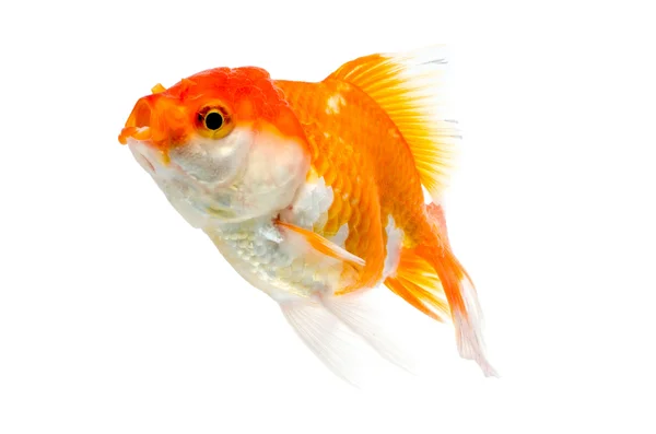 Gold fish on a white background : Clipping path included. — Stock Photo, Image