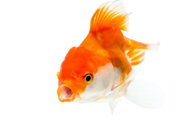 Pescado dorado sobre fondo blanco: ruta de recorte incluida . — Foto de Stock