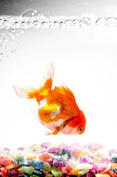 Gold fish on a white background — Stock Photo, Image