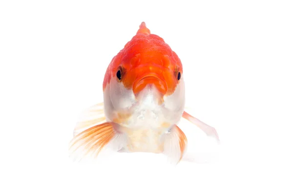 Gold fish on a white background : Clipping path included. — Stock Photo, Image