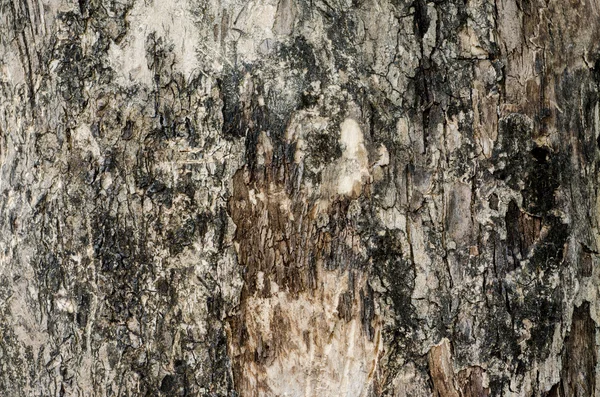 Corteza de árbol. Efecto de textura detallado que llena el marco —  Fotos de Stock