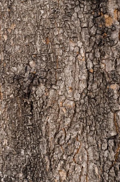 Corteza de árbol. Efecto de textura detallado que llena el marco —  Fotos de Stock