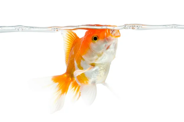 Pescado dorado sobre fondo blanco: ruta de recorte incluida . — Foto de Stock