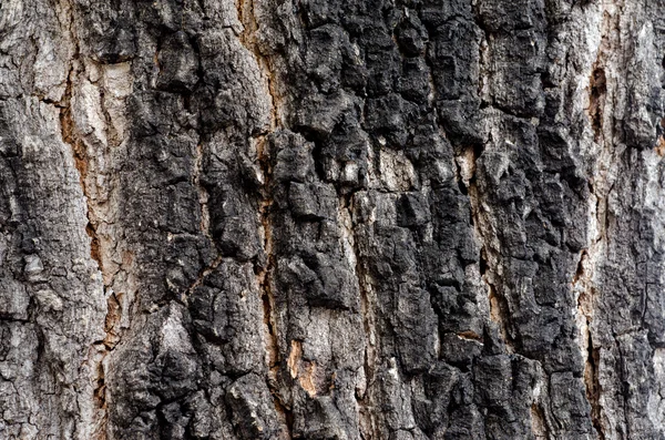 Corteccia d'albero. Dettagliato Effetto Textura.Riempire la cornice — Foto Stock