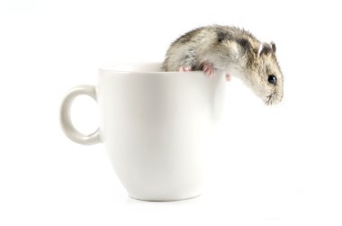 Beyaz fincan gidiyor hamster