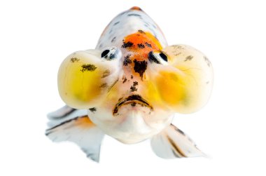 Gold fish front view Isolation on the white background : Bulging Eyes clipart