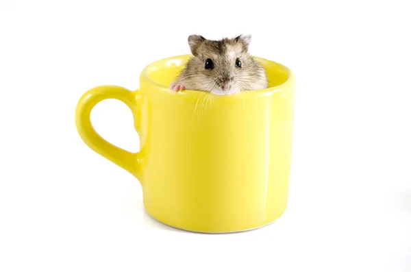 Kleiner Hamster sitzt in einem gelben Becher — Stockfoto