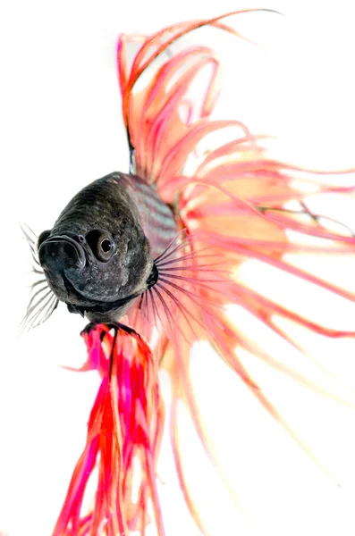 Close-up underwater view  Siamese Fighting Fish isolated on white — Zdjęcie stockowe