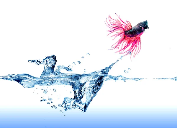 Ein siamesischer Kampffisch springt auf weißem Grund aus dem Wasser — Stockfoto