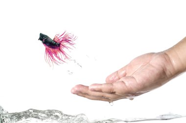 kaçak betta betta elini atlama a: kırpma yolunu dahil