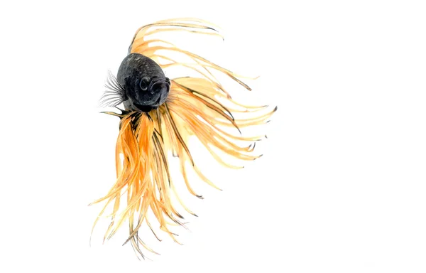 Siamesischer Kampffisch isoliert auf weißem Grund — Stockfoto