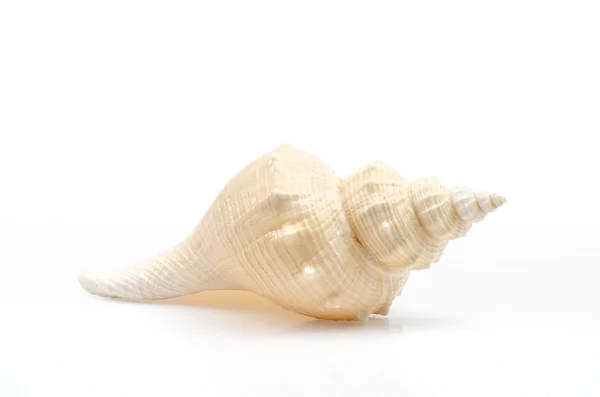 Seashell geïsoleerd op een witte achtergrond — Stockfoto