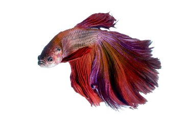 siamese fighting fish isolato su bianco: tracciato di ritaglio incluso