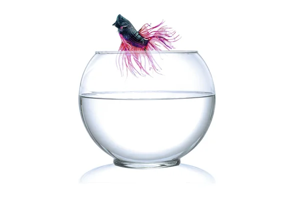 Runaway a  Fighting Fish jumping out of fishbowl isolated on white background. — Stok Foto