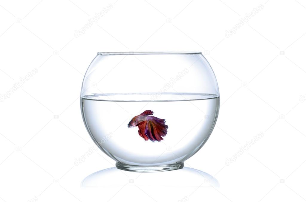 Runaway a  Fighting Fish jumping out of fishbowl isolated on white background.