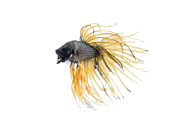 Siamese Fighting Fish isolated on white : Clipping path included — Stock Photo, Image
